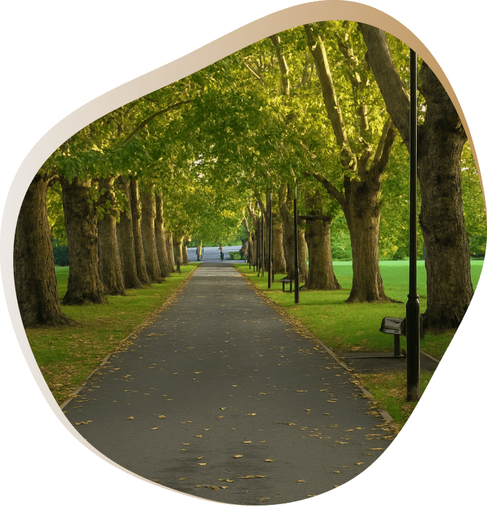 A road winding through a park, lined with trees left and right